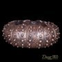 Раковина из бронзы BS-024-AG - фото 4