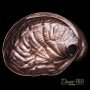 Раковина из бронзы BS-021-AG - фото 2