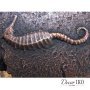 Раковина из бронзы BS-008-AG - фото 4